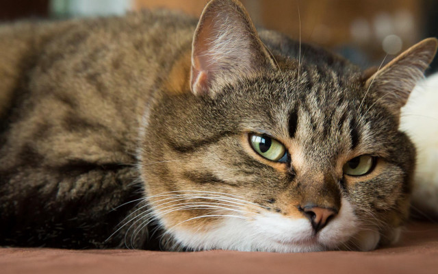 Cat bed white brown green free wallpaper for desktop - medium preview image