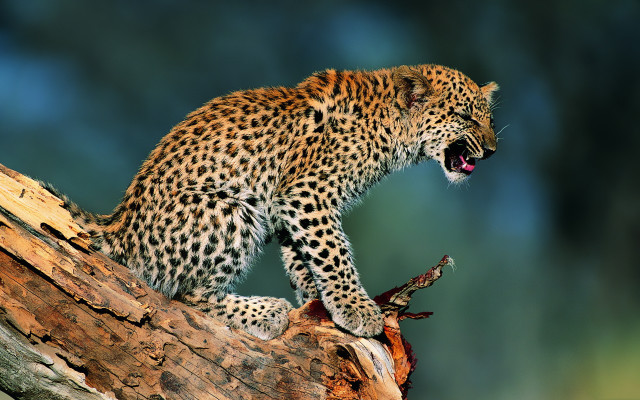 Leopard yawning tree branch wildlife free wallpaper for desktop - medium preview image