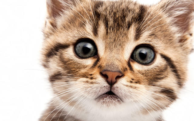 Cat blue eye serious closeup free wallpaper for desktop - medium preview image