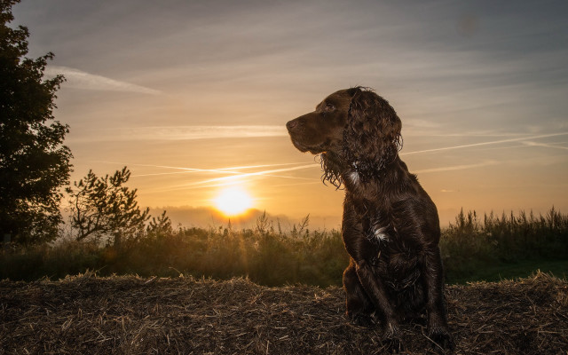 Dog field sunset clouds horizon free wallpaper for desktop - medium preview image
