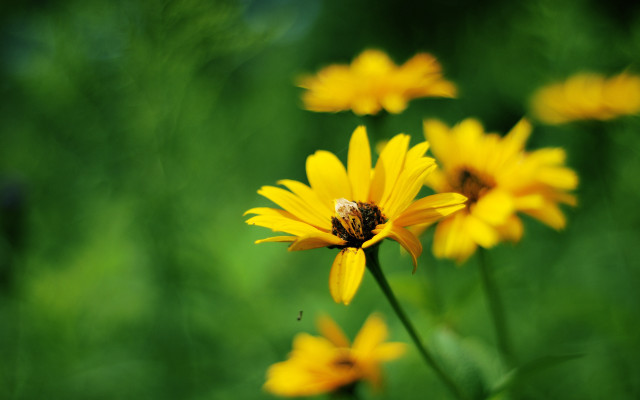Bee yellow flower field macro free wallpaper for desktop - medium preview image