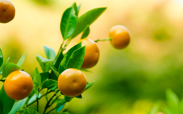 Oranges tree branch field blurry free wallpaper for desktop - medium preview image