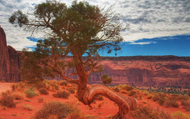 Desert tree mountain sunset clouds free wallpaper for desktop - medium preview image