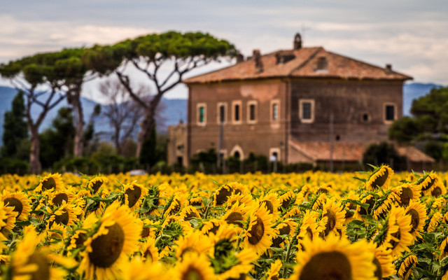 Sunflower field autumn leaves blurry free wallpaper for desktop - medium preview image