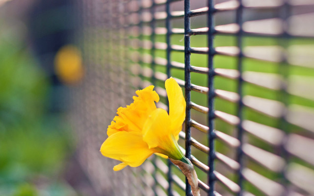 Yellow flower fence green grass free wallpaper for desktop - medium preview image