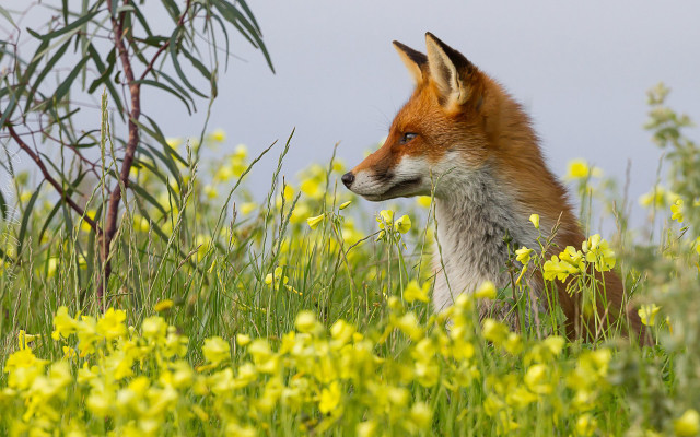 Fox field flowers grass sky free wallpaper for desktop - medium preview image