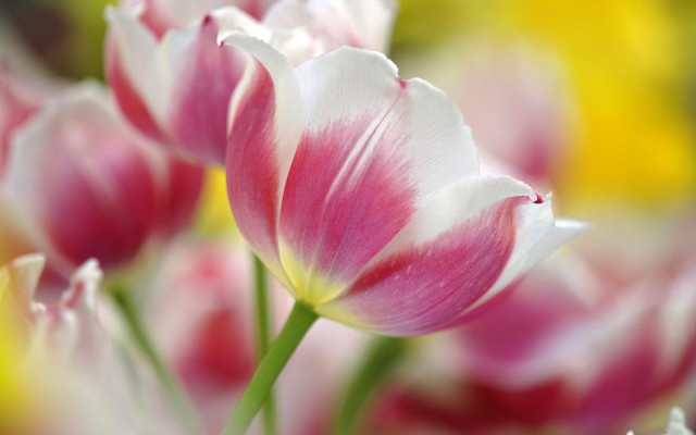 Pink white flower closeup bokeh free wallpaper for desktop - medium preview image
