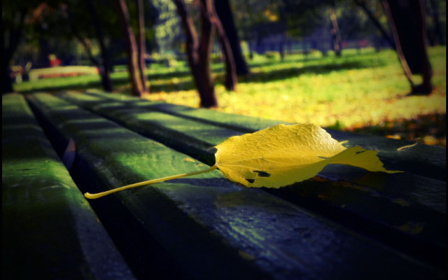 Yellow leaf park bench sun free wallpaper for desktop - medium preview image