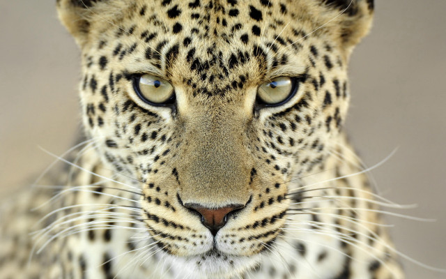 Leopard blue eyes black white #2 free wallpaper for desktop - medium preview image