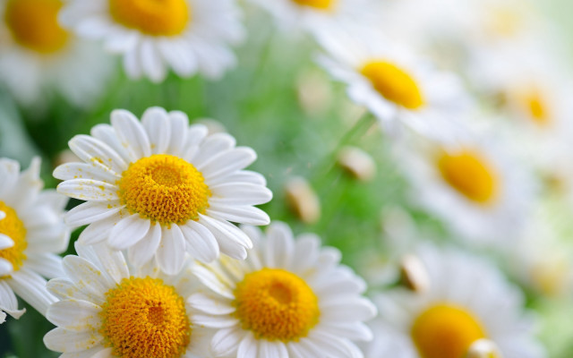 Daisies vase table blurry background free wallpaper for desktop - medium preview image