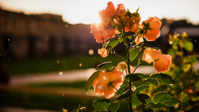 Flower bush building sunbeam blurry free wallpaper for desktop - medium preview image