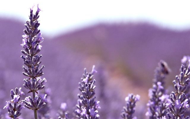 Lavender field bird macro shallow free wallpaper for desktop - medium preview image