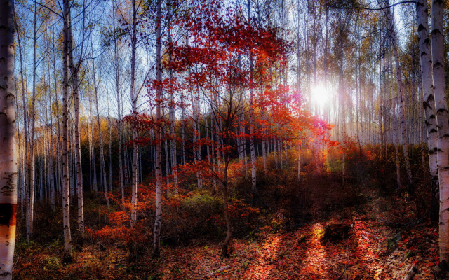Autumn fall leaves forest sunset free wallpaper for desktop - medium preview image
