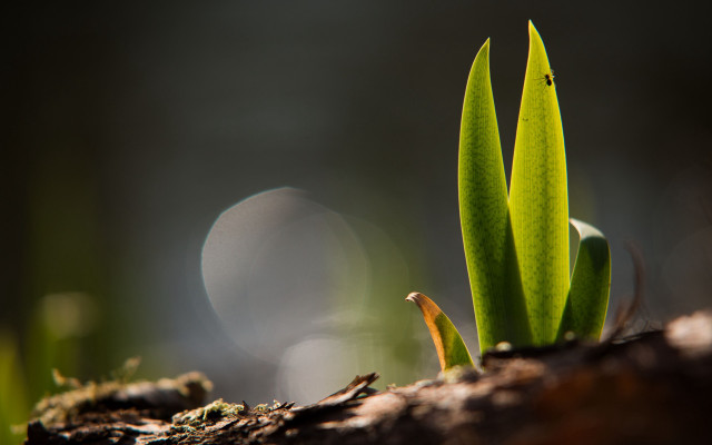 Plant closeup bokeh macro scenery free wallpaper for desktop - medium preview image