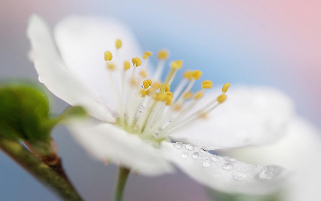 White flower water droplets blue #2 free wallpaper for desktop - medium preview image
