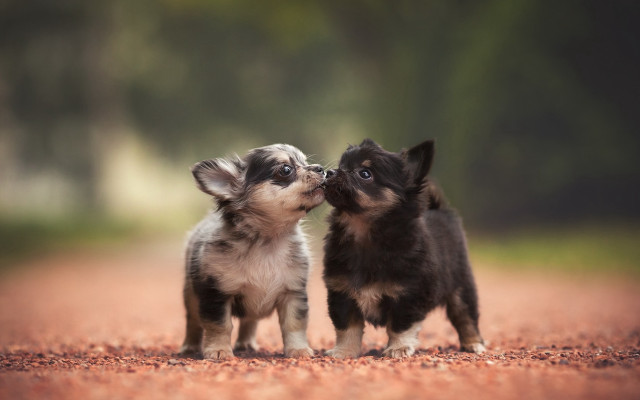 Small dogs licking nose outdoor free wallpaper for desktop - medium preview image