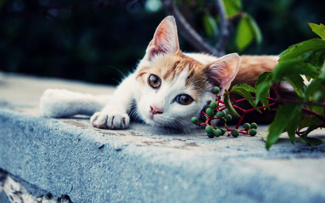 Cat ledge plant bush berries free wallpaper for desktop - medium preview image