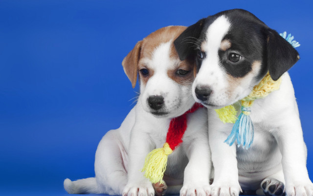 Puppies blue background tassel black free wallpaper for desktop - medium preview image