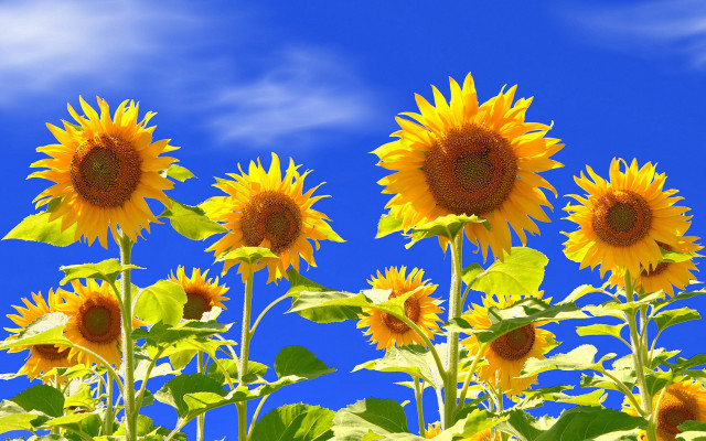 Sunflowers sky clouds summer vibrancy free wallpaper for desktop - medium preview image