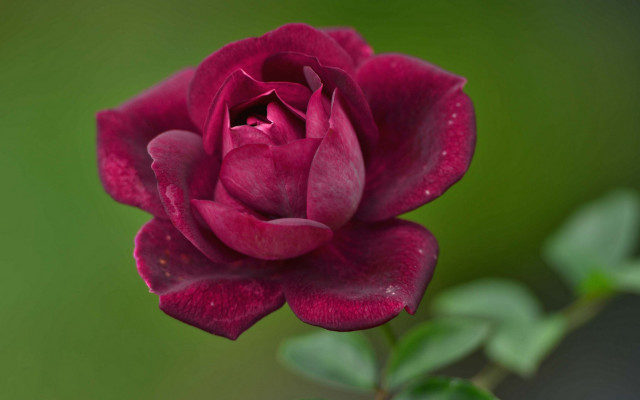 Flower green gradient rococo macro free wallpaper for desktop - medium preview image