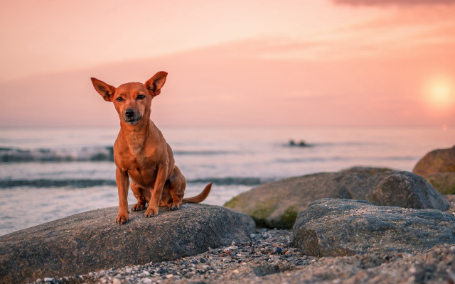 Dog rock ocean sunset beach free wallpaper for desktop - medium preview image
