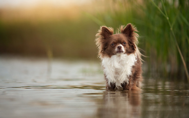 Dog water tallgrass reeds blurry free wallpaper for desktop - medium preview image