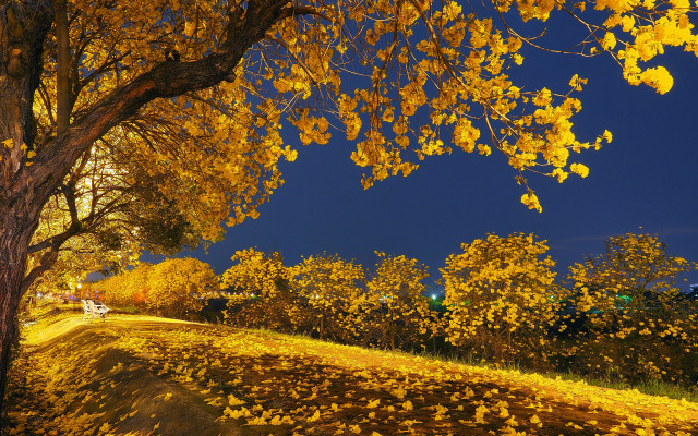 Tree yellow leaves road blue free wallpaper for desktop - medium preview image