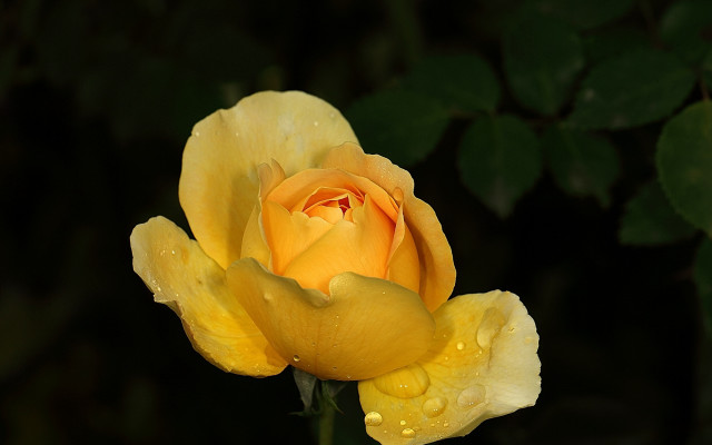 Yellow rose water droplets macro #4 free wallpaper for desktop - medium preview image
