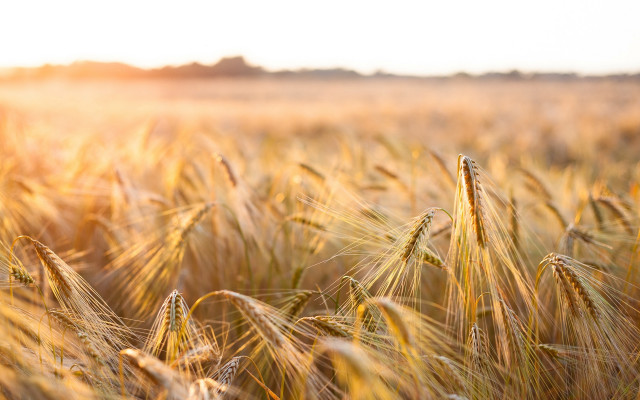 Wheat field sunset fire embers free wallpaper for desktop - medium preview image