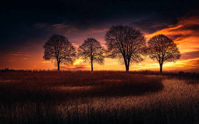 Sunset three trees dark sky free wallpaper for desktop - medium preview image