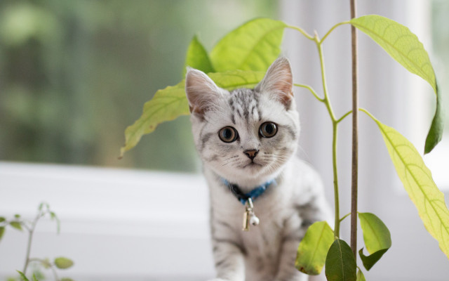 Cat plant blue collar focus free wallpaper for desktop - medium preview image