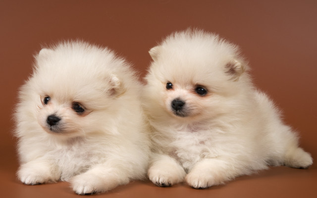 Adorable white dogs brown background free wallpaper for desktop - medium preview image