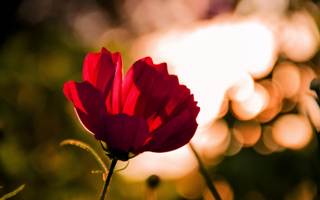 Red flower blurry background bokeh free wallpaper for desktop - medium preview image