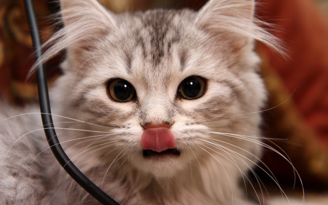 Cat tongue attachment macro animal free wallpaper for desktop - medium preview image
