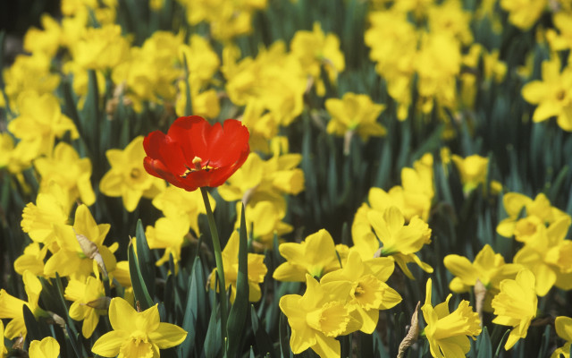 Red flower field yellow green free wallpaper for desktop - medium preview image