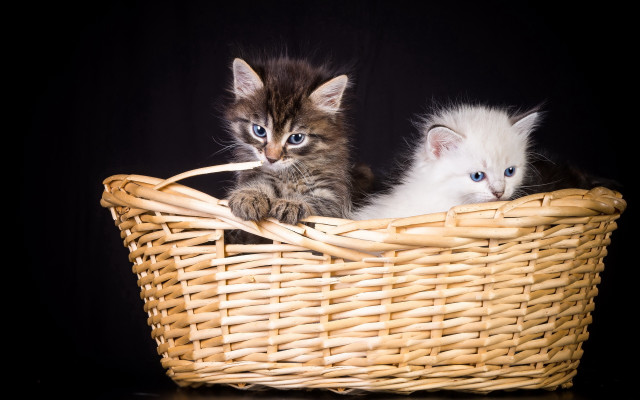 White blue kittens basket table free wallpaper for desktop - medium preview image