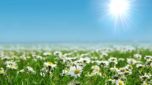 Daisy field blue sky sunshine free wallpaper for desktop - medium preview image