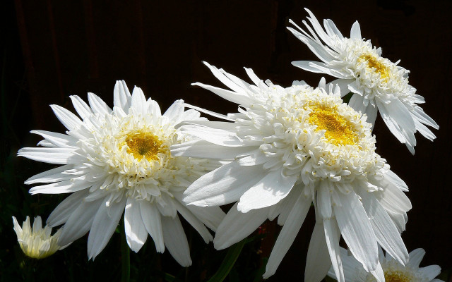White flowers vase daisy wings free wallpaper for desktop - medium preview image