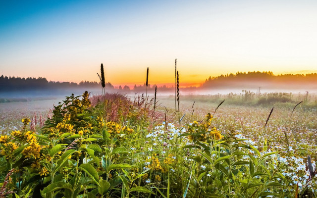 Flower field fence forest sunset free wallpaper for desktop - medium preview image