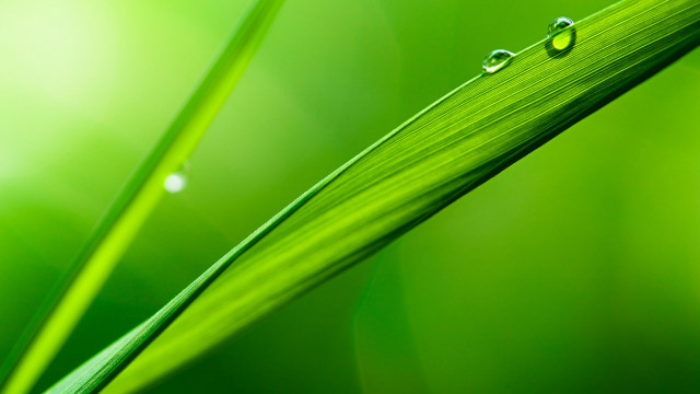 Grass water drops macro blurry #2 free wallpaper for desktop - medium preview image