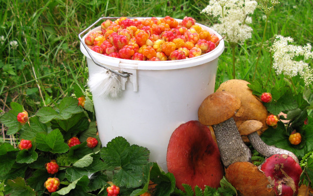 Bucket fruit bush berries ecological free wallpaper for desktop - medium preview image
