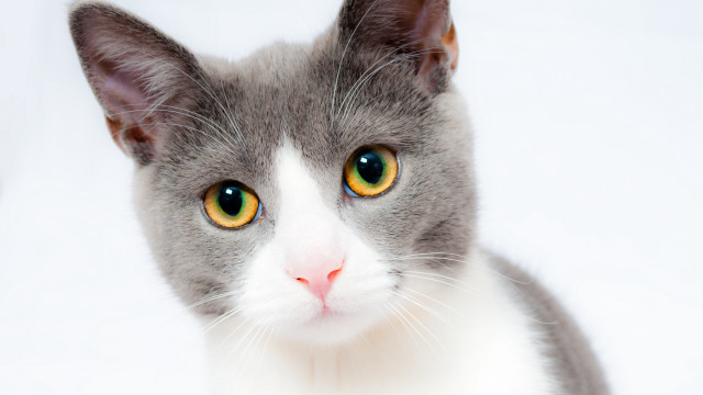Gray white cat yellow eyes free wallpaper for desktop - medium preview image