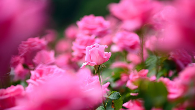 Pink flowers field roses hanami free wallpaper for desktop - medium preview image