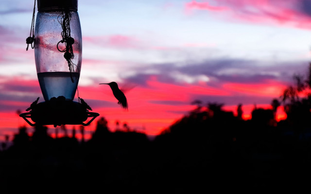 Hummingbird sunset pinksky macro backlighting free wallpaper for desktop - medium preview image