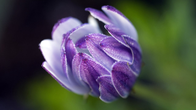 Purple flower water droplets macro #6 free wallpaper for desktop - medium preview image