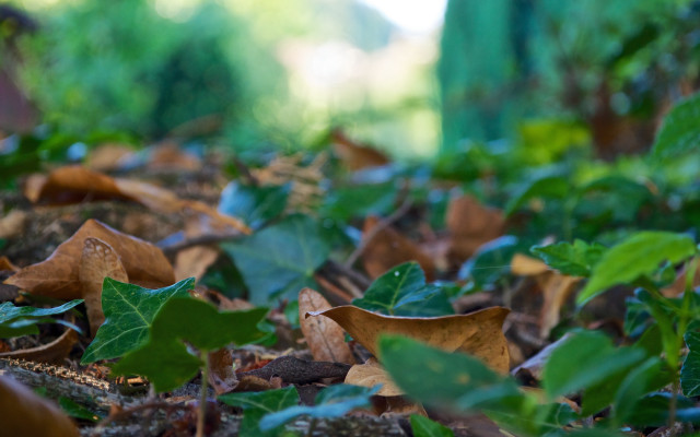 Leaves ground forest nature bokeh free wallpaper for desktop - medium preview image