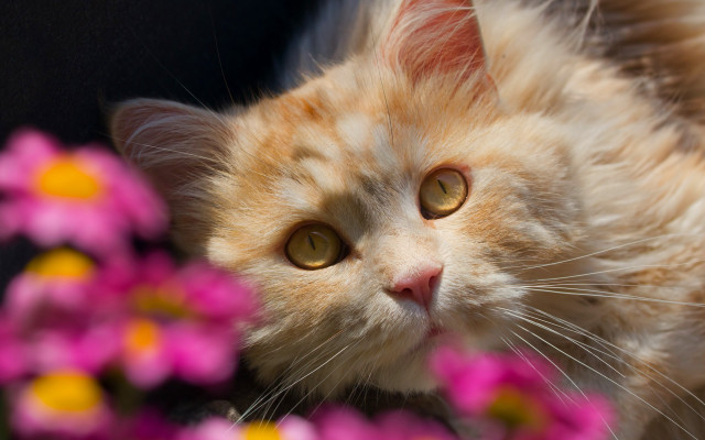 Cat flower blurry background depth free wallpaper for desktop - medium preview image