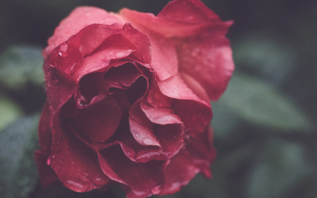 Red rose water droplets green #5 free wallpaper for desktop - medium preview image