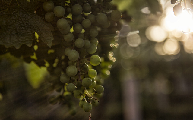 Grapes tree branch sunlight bokeh free wallpaper for desktop - medium preview image
