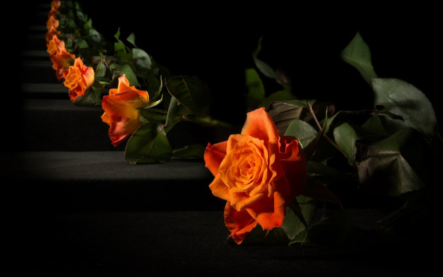 Orange roses black table green free wallpaper for desktop - medium preview image